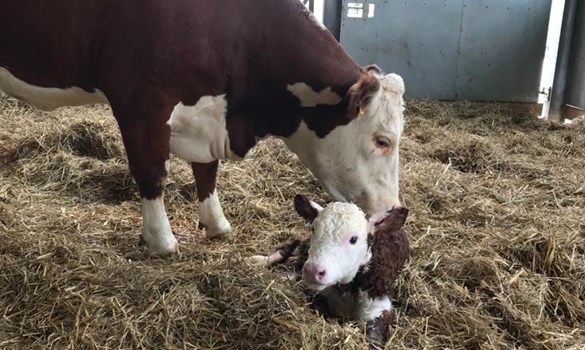 Hereford cow with new calf